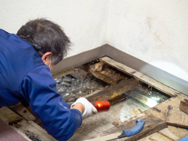 Best Certified Mold Removal  in Ragland, AL