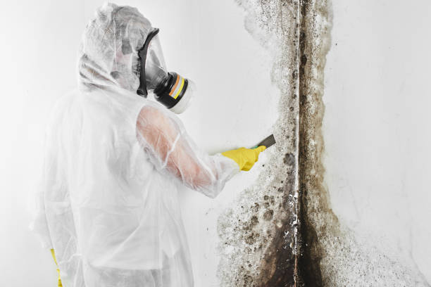 Best Mold Removal and Inspection  in Ragland, AL