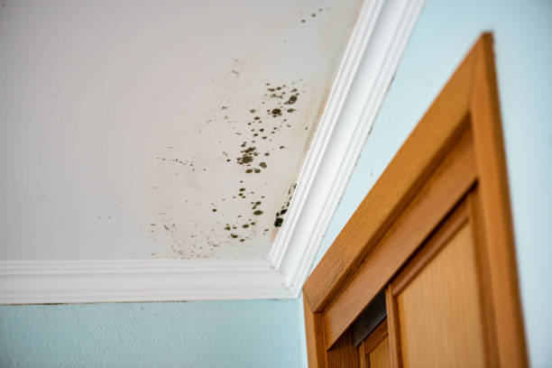 Best Crawl Space Mold Removal  in Ragland, AL