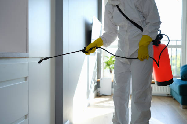 Professional Mold Removal in Ragland, AL
