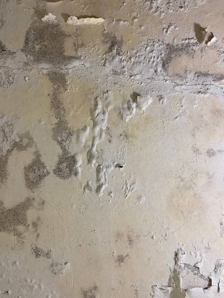 Mold Removal and Inspection in Ragland, AL