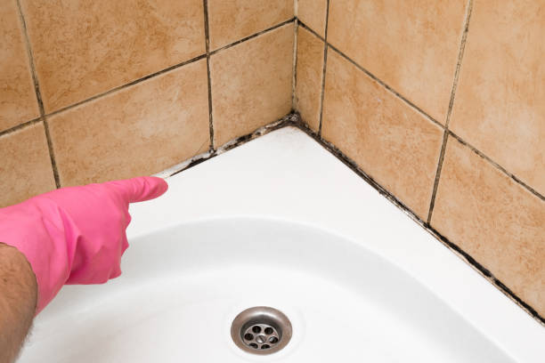 Best Attic Mold Removal  in Ragland, AL